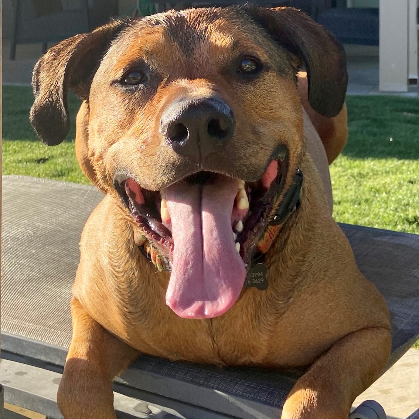 A brown dog laying on top of a bench.